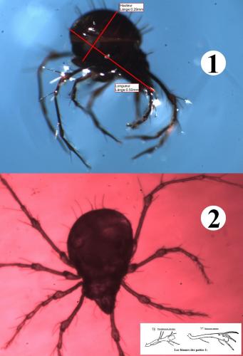 Réf. 198 146 : Damaeus clavipes